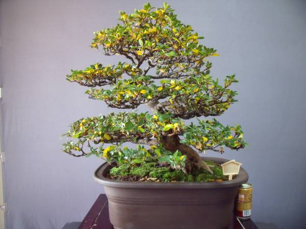 皐月盆栽] 小品 珍山 皐月〔珍山〕 | 盆栽、盆栽書籍、盆栽鉢の通販