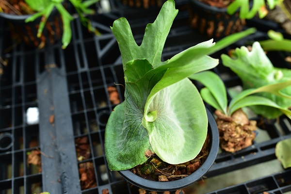 P.superbum cv.weitz @bikamori.com ビカクシダ