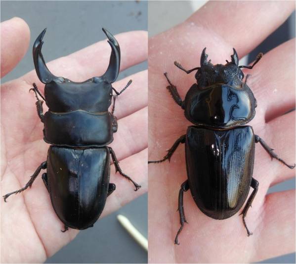 能勢ＹＧ　♂８１．５mm♀５０．０ｍｍ同腹ペア＋♀５２．０mm