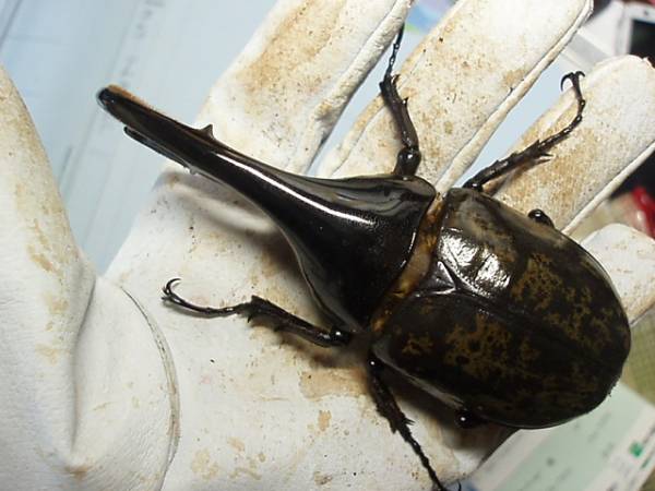 ヘラクレスオオカブト♂119♀62ペア