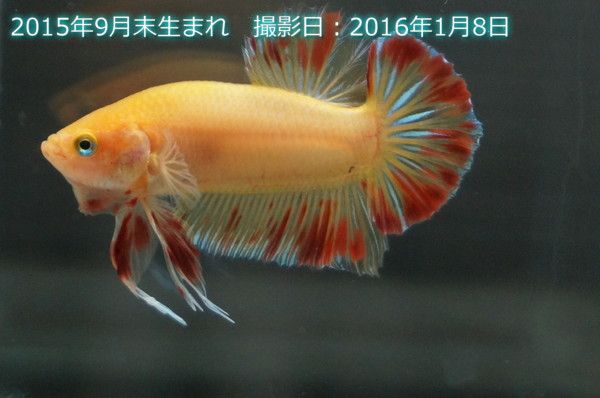 4cm ダルメシアン ショーベタ オス 3260