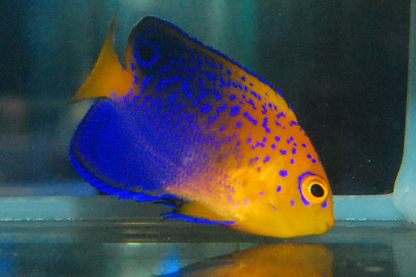 【1円スタートサンゴ】☆ブラインOK☆　レンテンヤッコ幼魚　