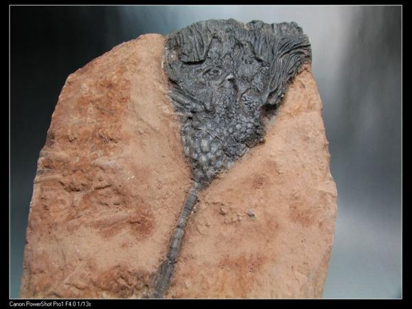 ウミユリ 化石　モロッコ産 モロッコ産 ウミユリ 化石 標本 2.8kg 25x19.5cm JC649 MF 化石 恐竜