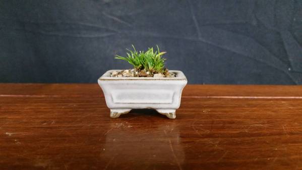 石菖、隼。山野草、盆栽、鉢。