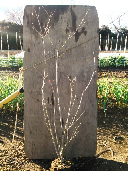 オトコヨウゾメ　株立ち★雑木の庭　ガーデニング