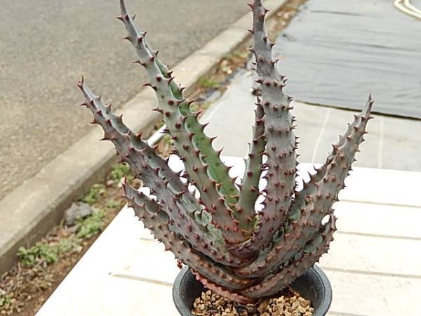 アロエ】Aloe exelsa 3g 【公式通販】