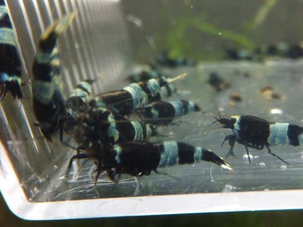 ☆到着日指定ブルー系パンダ10匹№1☆