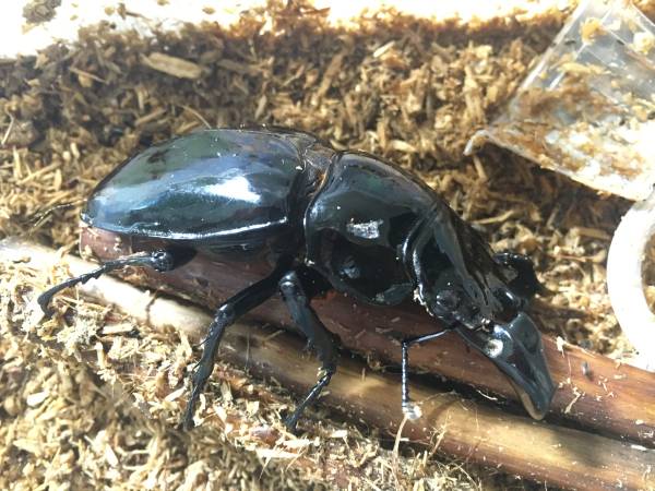 訳アリ1円スタート】即ブリ可タランドゥス81mmB品♀54mmペア 2026年