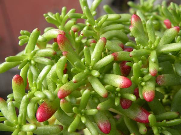 多肉植物 セダム カウルレア 大株抜き苗 可愛い青い花 サボテン 売買されたオークション情報 Yahooの商品情報をアーカイブ公開 オークファン Aucfan Com