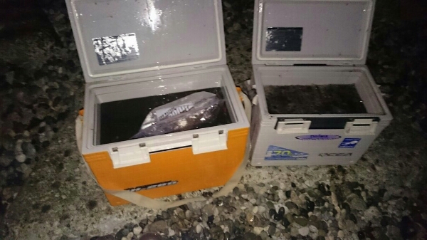 富山県　ホタルイカ　情報