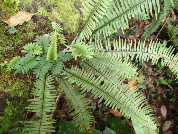 ▲▼　 コスタリカのポリポディウム…シダ・観葉・原種ラン▲▼