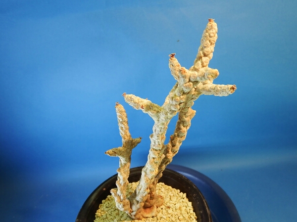 Dorstenia gypsophila - Plant of | Rare for Succulents Buy Online