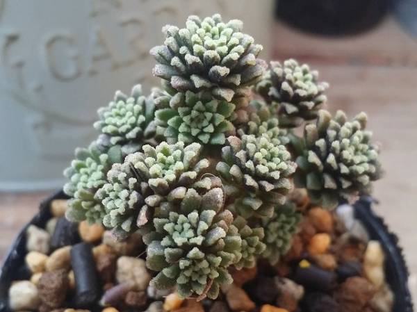 ★ 多肉植物 ★ モナンテス アミドロス★