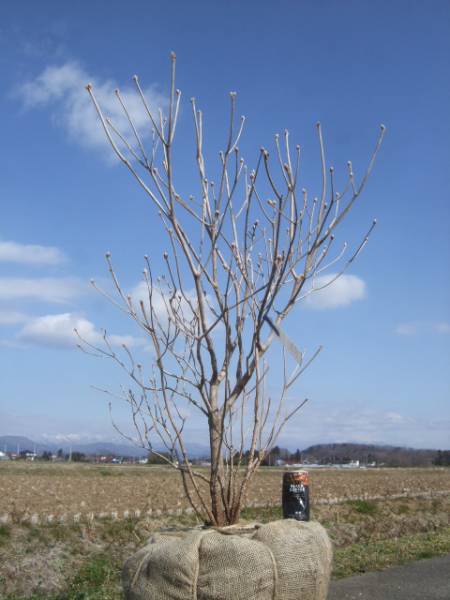 ◆◆クロフネツツジ　黒船　　◆◆B１５４