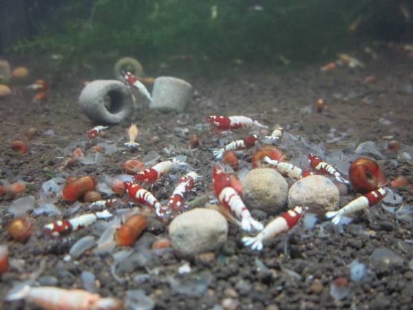 【K2エビ】APレッド スポット ピント柄 若個体♂♀５匹セット！