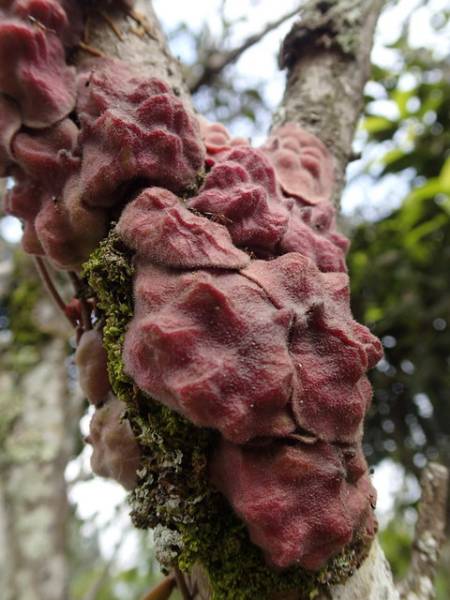 ▲▼　 赤いディスキディア：その２…シダ・観葉・原種ラン▲▼