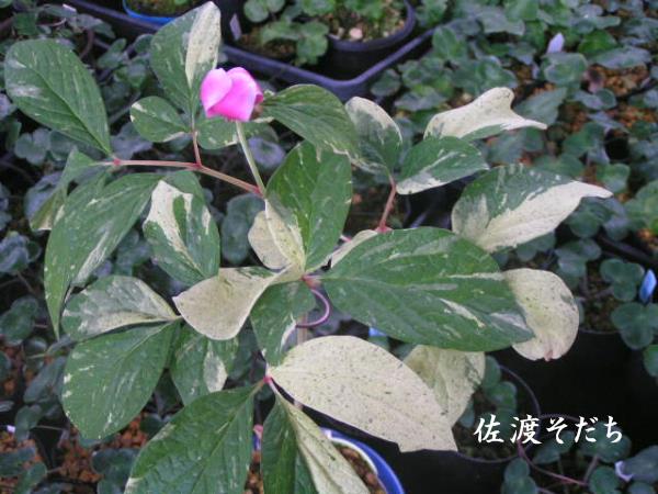 山野草　斑入り　千歳産紅花　ヤマシャクヤク　9A □山野草□斑入り紅花ヤマシャクヤク 「佐渡そだち」 の実生品 ヤマ