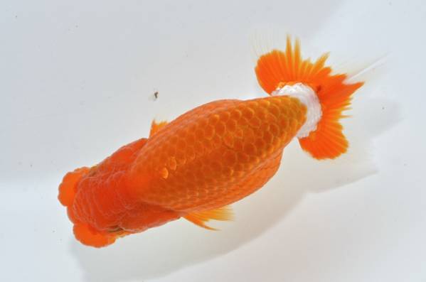 【温故知新】受精卵　　16081