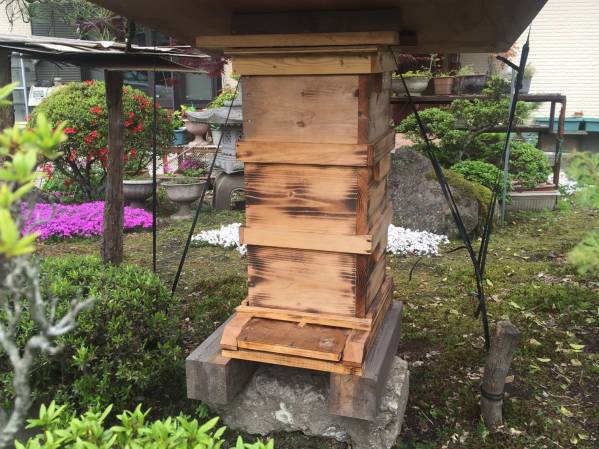 美品　巣箱 ☆日本ミツバチ 今年分蜂群 3段巣箱セット 如何ですか？④ 分蜂群を