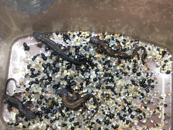 シュリケンイモリ？