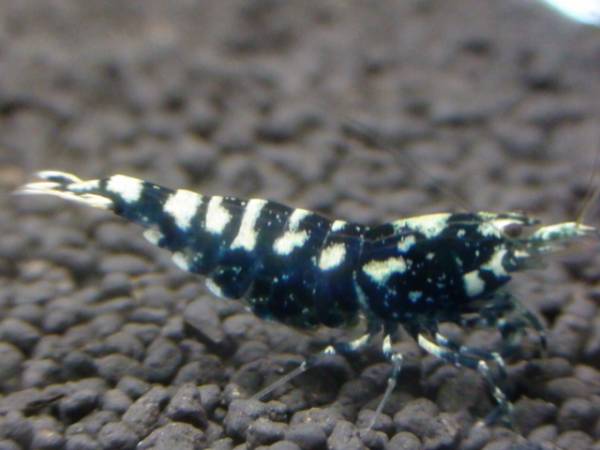 「ＢＬＥＳＳ」極上クラウドシュリンプ　有望の若個体