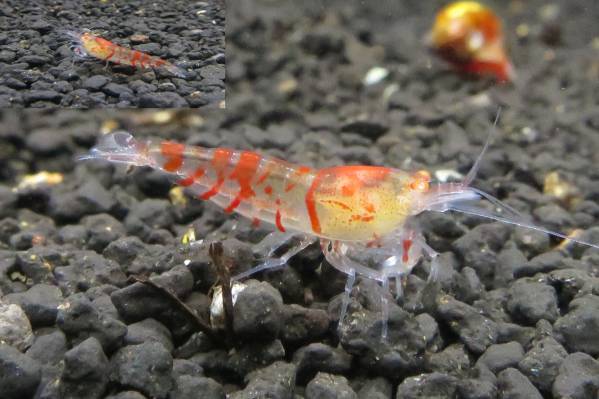 2＜water-flap＞レッドアムールゴールドアイ3匹セット美