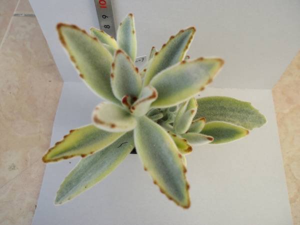 多肉植物＊斑入り＊斑入＊月兎耳錦＊ツキトジニシキ＊6009