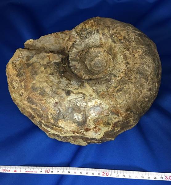 北海道 アンモナイト ユウパキディスカス・ハラダイ 約9.4kg 化石