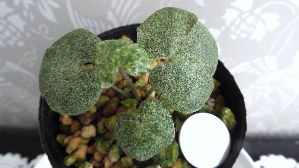 斑入り山野草 雪割草 白覆輪二段唐子咲【五光の輝】（一文字）交配より