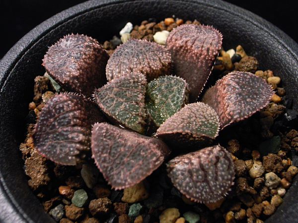 【多肉植物】ハオルチア' はやぶさ ' ピンク肌 丸窓 Haworthia