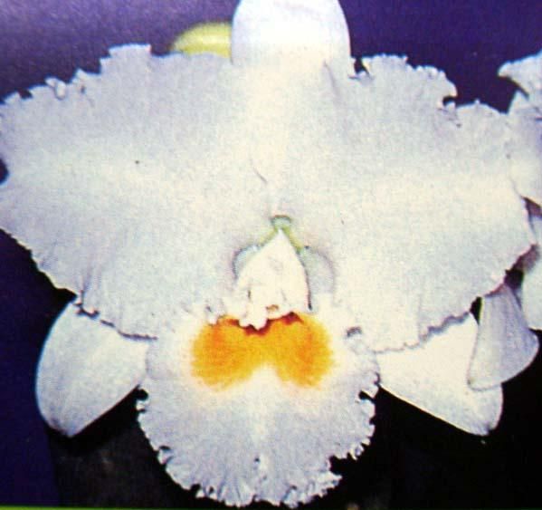 洋蘭 C.Earl 'Imperialis'FCC/AOS