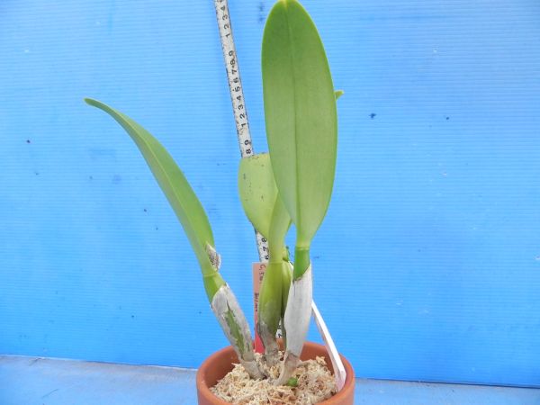 洋蘭 C.Earl 'Imperialis'FCC/AOS