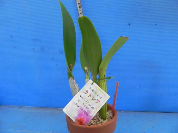 洋蘭 C.Earl 'Imperialis'FCC/AOS