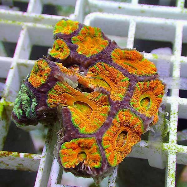 【サンゴ現物52】カクオオトゲキクメイシ (B-0559)