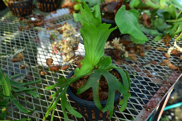 P.coronarium Chanthaburi③　@bikamori.com コロナリウム