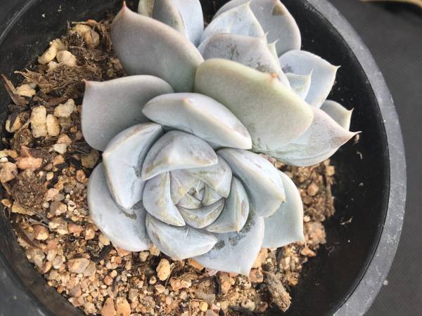  38 エケベリア 雪ウサギ(植木、庭木)｜売買されたオークション情報、yahooの商品情報をアーカイブ公開 - オークファン 植木、庭木