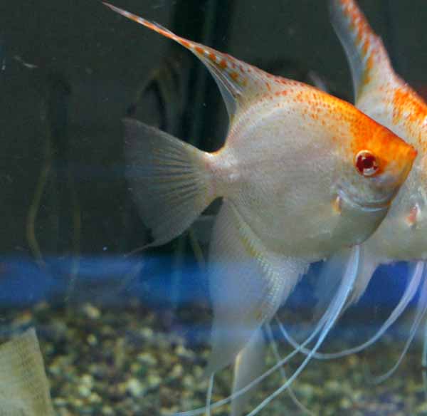 希少■アルビノレッドトップエンゼル■160629-8