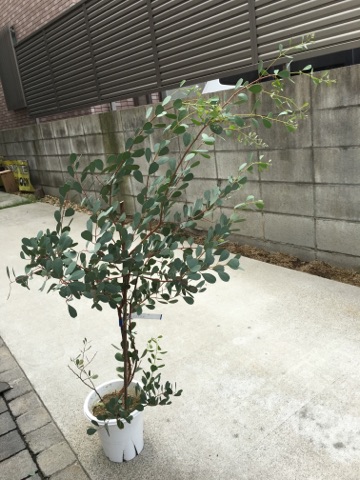 ☆観葉植物☆ ユーカリ・ウェブステリアナ シンボルツリー
