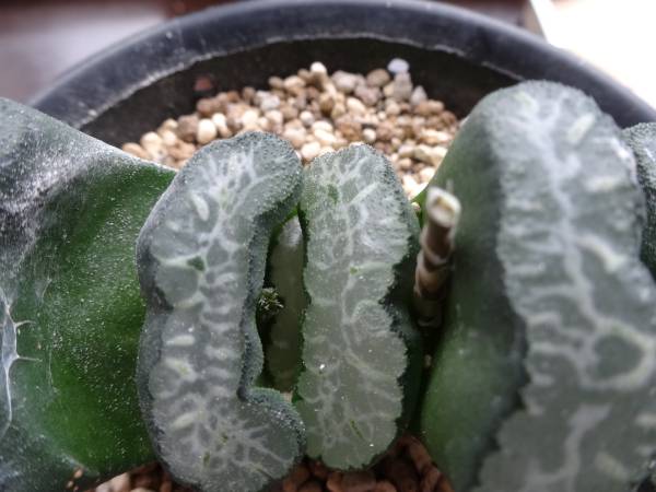 多肉植物52　玉扇　荒磯