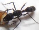 南米産オオハリアリ【Neoponera apicalis】アリのコロニー