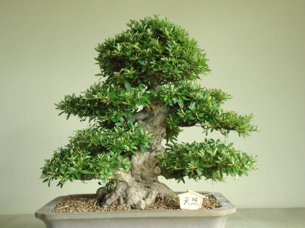 五霞発さつき　皐月盆栽　天　照　中品最高級品