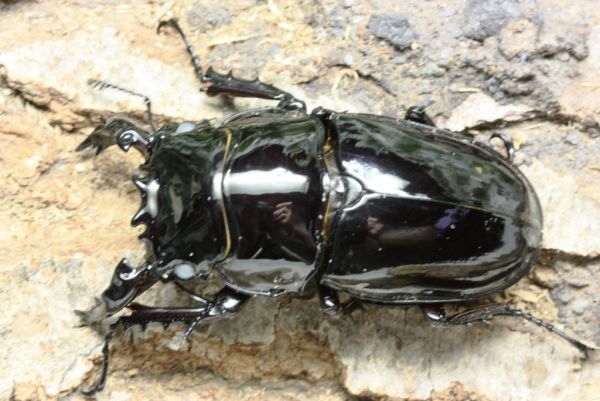 ☆白眼レギウス新成虫ペア☆60/46