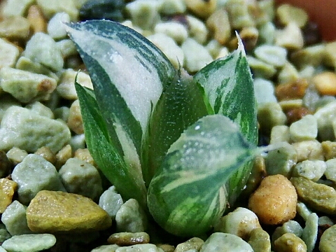 多肉植物10 ハオルチア コレクタ錦 CC7特良ユニオンタイプ極上斑