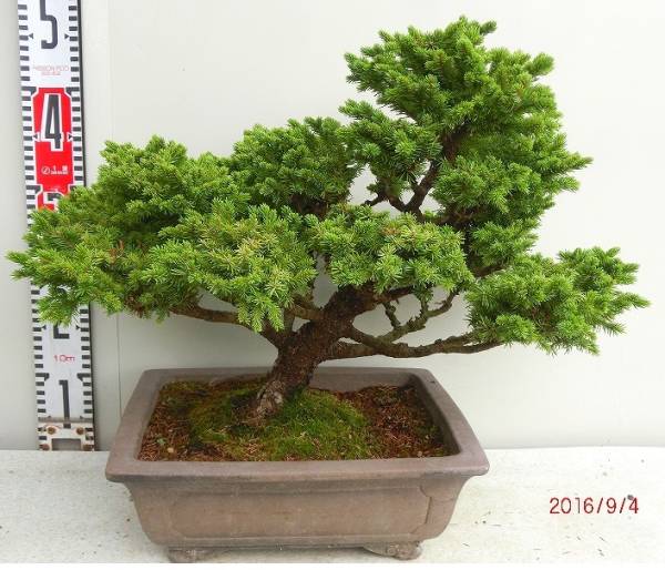 クロマツ 樹木シリーズ30-2 あきた森づくり活動サポートセンター 黒松