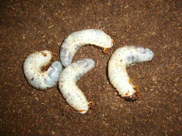 ★☆国産カブトムシ幼虫7匹＋1匹☆★_1