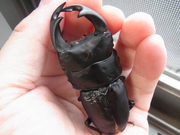 オオクワガタ ♂79㎜、♀49 クワガタ オス単品 成虫 国産 昆虫 