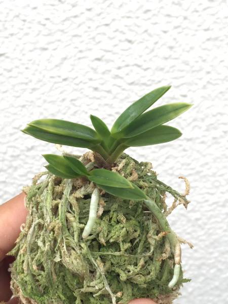 山野草 富貴蘭(鹿児島産豆葉虎)