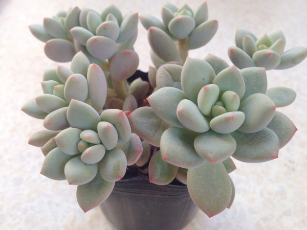 多肉植物 パキベリア ルスビー