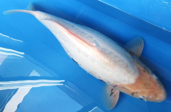 錦鯉夢屋【野池上】九紋竜(平西産)メス26年産56cm位特級品027-13