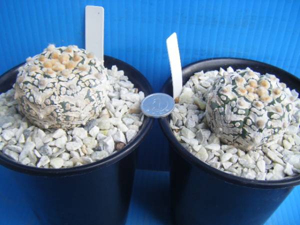 K09.サボテン（As）タイガースーパー兜　2鉢　（実生）